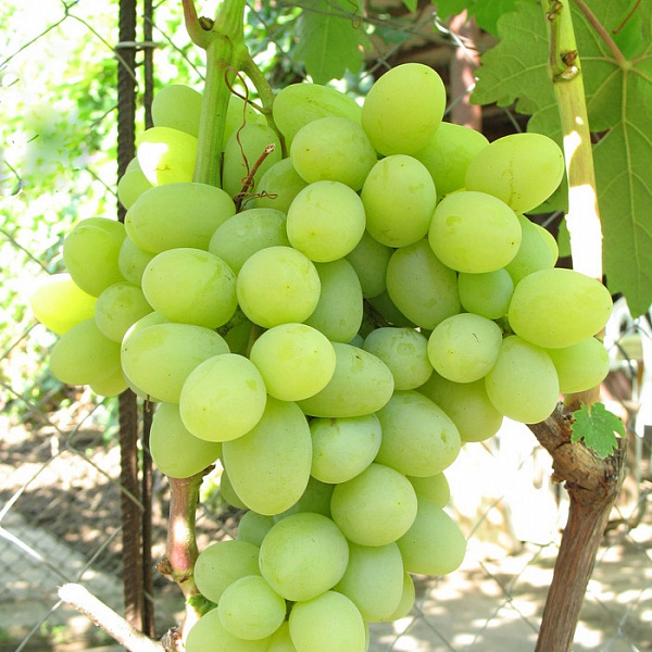 Виноград плодовый Боготяновский фото 2 