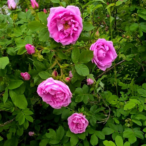 Роза канадская парковая Васагеминг фото 1 