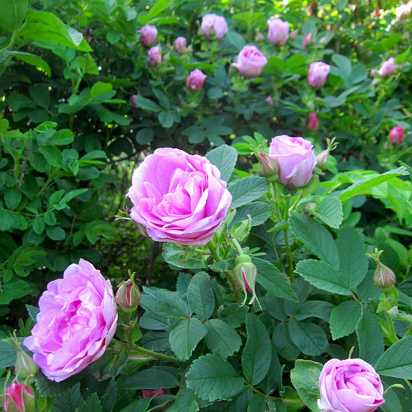 Роза канадская парковая Васагеминг фото 3 