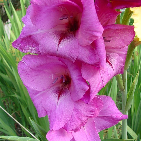 Гладиолус крупноцветковый Фиделио фото 1 